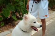 如何训练你的萨摩耶犬（以宠物为主，打造快乐又听话的萨摩耶犬）