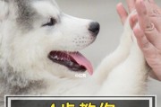 训练狗狗在屋外上厕所的有效技巧（教你如何防止狗狗弄脏屋子）