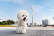 比熊犬好养吗？养起来有啥门道？