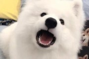如何训练一只优秀的萨摩犬？（掌握这些方法，让你的萨摩犬成为最好的伴侣）