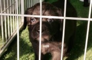 如何保养拉布拉多猎犬（宠物爱好者必看的拉布拉多猎犬养护指南）
