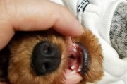 为什么狗狗会长双排牙？（探究狗狗双排牙的成因及对狗狗健康的影响）