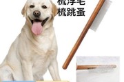 拉布拉多身上有跳蚤，应该如何处理？（宠物爱护的必要性和跳蚤的危害）