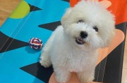 如何提高比熊幼犬的适应能力？（宠物爱好者必看的适应能力锻炼技巧）
