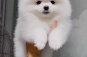 如何选择适合小幼犬博美的优质狗粮（比较好的狗粮品牌推荐及喂养注意事项）