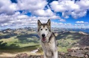 哈士奇便秘病因及症状分析（宠物狗便秘的危害、预防措施及治疗方法）