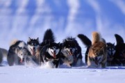 全面了解格陵兰犬的饲养方法（一只温顺而忠诚的伴侣——格陵兰犬的饲养指南）