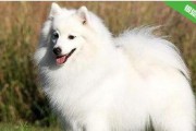 宠物毛发护理秘籍（以日本尖嘴毛吃什么对毛发好）
