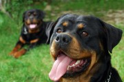 如何训练小罗威纳犬大小便（宠物主人必知的方法和技巧）