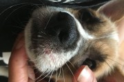 狗狗突然哮喘，该怎么办？（宠物哮喘症状及治疗方法）
