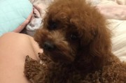 泰迪骨折的症状和处理方法（了解泰迪骨折症状，及时处理提高康复效果）