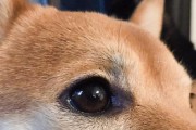 怎样治疗狗狗的青光眼？（狗狗得了青光眼，主人应该如何处理？）