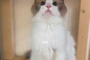 春季猫咪换毛期的注意事项（宠物养护小技巧，让猫咪健康度过换毛期）