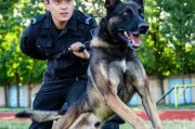 警犬之不可或缺的角色（以警犬为主题的文章探索）