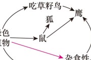 如何正确饲养英种斑点兔（以宠物为主，让兔子健康快乐成长）
