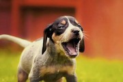 捕鼠梗犬的饲养全攻略（了解捕鼠梗犬的特点，让它成为你家的好伙伴）