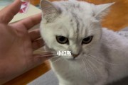 小猫不粘人时间表——从爱抚到独立（小猫成长的必经之路、如何帮助小猫顺利独立、宠物家长必备指南）
