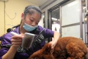 宠物毛发修剪的正确方式（别用人用电剪给宠物剪毛！——犬、猫毛发修剪的方法和注意事项）