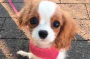 如何训练查理王不咬人？（宠物犬品种查理王的训练技巧和方法详解）