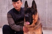 德牧三个月应该吃多少狗粮？（正确喂养德国牧羊犬的重要性和注意事项）