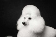 贵宾犬的饲养方法（健康、营养、环境）