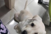 拉布拉多幼犬每天喂几次？（养宠物必看，喂食指南和注意事项！）