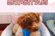 一个月小泰迪的饮食指南（健康营养的饮食方式为宠物小泰迪增添活力）