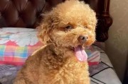 狗狗吃什么毛发好？（了解适合狗狗的营养饮食，促进健康毛发生长）
