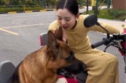 以德牧怎么养得人会越来越少？这6点是原因！（为什么以德牧怎么养的人越来越少？）