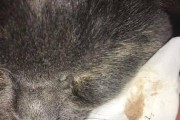 猫咪眼睛分泌物增多流眼泪的原因与处理方法（了解眼睛分泌物异常现象，维护猫咪眼部健康）