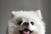 如何成为一名优秀的柯基犬主人？