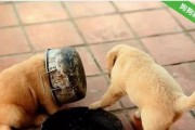 攻击性幼犬改掉恶习的四法则（以宠物为主，让你的幼犬变乖！）