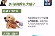 约克夏不吃狗粮怎么办？（探究约克夏不吃狗粮的原因与解决方法，让你的宠物健康成长）