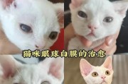 如何饲养德文卷毛猫（从营养、健康到行为，全面指导你养一只快乐的卷毛猫）