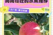 了解狗狗能吃哪些水果，保持它们健康快乐（为你的爱犬提供安全的水果选择，不可错过的关键信息）