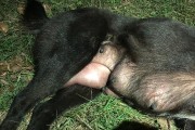 狗狗乳房肿大怎么办？药物治疗方案解析（狗狗乳房肿大的原因及药物治疗方法）