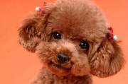 探究贵宾犬的价格及品种（了解贵宾犬的四个品种及其价格分析）