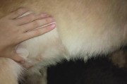 怀孕检查小狗的重要性与方法（了解如何正确进行怀孕检查，确保小狗的健康）