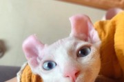 长毛猫的美丽与特殊性（探秘没有长毛的猫咪之美）