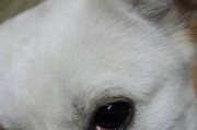 小狗眼中老有眼水，真相是什么？（揭开小狗眼水的谜团，让我们了解真相！）