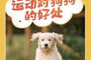 以狗狗名字的好处（为你的狗狗选择一个特殊的名字，让它融入你的生活）