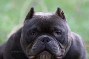 如何正确饲养恶霸犬（有效控制恶霸犬攻击，保护家庭安全）