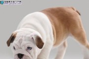 饲养英国斗牛犬的注意事项（从宠物到家庭成员，如何妥善照顾斗牛犬？）