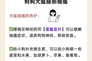 小狗腿受伤，如何选择合适的药物治疗？（了解小狗腿部受伤药物治疗的方法与注意事项）