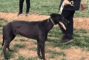 狗狗价值高的因素和品种（探索影响狗狗价值的因素以及一些有价值的狗狗品种）