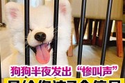 狗狗半夜发出“惨叫声”是为什么？狗狗其实是想给你这7个信号！