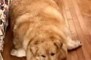 你家金毛多少斤？金毛犬太胖了怎么办？