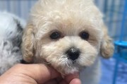 贵宾犬的价格与品种多样性（探讨贵宾犬的价格区间和不同品种的特点）