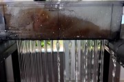 绿水之美（绿水是有利还是有害？如何有效应对？）