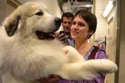 如何训练调皮的大白熊犬？（宠物犬训练技巧分享）